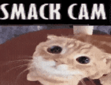smack cam cat smack