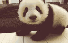 Hello ^-^ &Lt;3 GIF - Baby Panda Cute GIFs