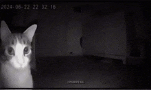 a black and white photo of a cat with the date 2024