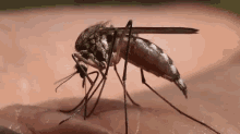 Zika Virus GIF - Zika Zika Virus Mosquito GIFs