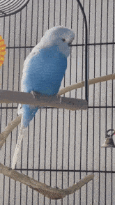 Bird Swing GIF - Bird Swing Blue GIFs