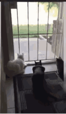 Cat Scared GIF - Cat Scared Dog GIFs
