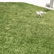 Running Perro GIF - Running Perro Chihuahua GIFs