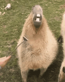 Capybara Meme GIF - Capybara Meme GIFs