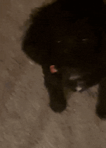 a black dog with a red tongue sticking out is walking on a brown floor .