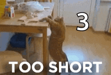 Too Short Cat GIF - Too Short Cat GIFs