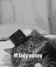 Cat Posey GIF - Cat Posey Cat Meme GIFs