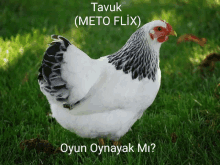 Tavuk Buğra Aras GIF - Tavuk Buğra Aras Mertcan Bahar GIFs