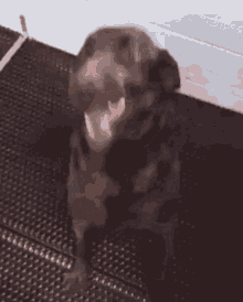 Excited Dog GIF