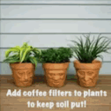 Plant Add Coffee Filters To Plants GIF