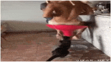 Undress Cat GIF - Undress Cat Topless GIFs