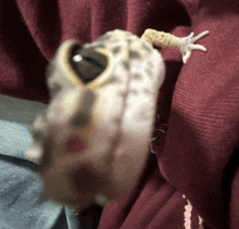 a close up of a lizard 's face with a red background