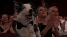 Messi Dog Clapping Anatomy Of A Fall GIF - Messi Dog Clapping Anatomy Of A Fall Messi Oscar GIFs