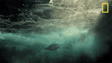 Deep Dive World Penguin Day GIF