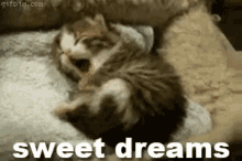 Good Night Sweet Dreams GIF - Good Night Sweet Dreams Cat GIFs