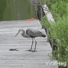 heron catches snake viralhog heron eats snake heron versus snake animal fight