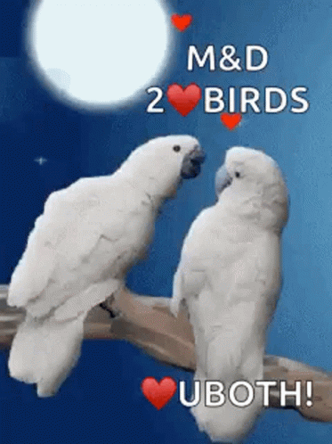 Birds Love Birds GIF - Birds Love Birds Sweet - Discover & Share GIFs
