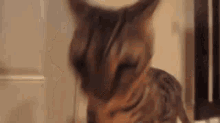 Oh My God What The Hell Cat GIF - Oh My God What The Hell Cat GIFs