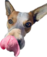 a dog with a pink tongue sticking out of its mouth