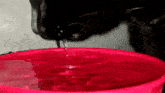 Cat Drinking GIF - Cat Drinking Drinking Water GIFs