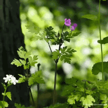 Nature Flowers GIF - Nature Flowers Spring GIFs
