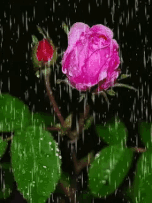 Pink Rose Rain GIF - Pink Rose Rain Drop GIFs