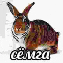 a rabbit wearing sunglasses and a scarf around its neck is sitting on a white background .