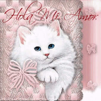 Cat Hola Mi Amor GIF - Cat Hola Mi Amor Hola - Discover & Share GIFs