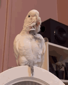 Cockatoo Goffins GIF - Cockatoo Goffins Parrot GIFs