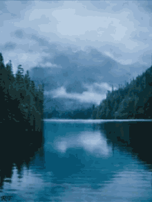 Trees Water GIF