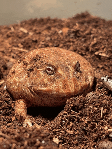 Toad GIF