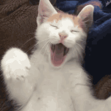Roar Catt GIF - Roar Catt Pet GIFs