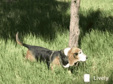 Freddie Hound GIF - Freddie Hound Dog GIFs