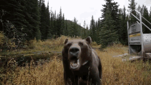 Bear Angery GIF - Bear Angery GIFs