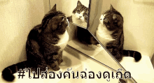 the looking