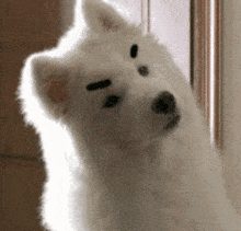 a close up of a white dog with black eyebrows looking at the camera .