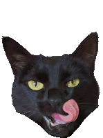 Gato Cat Sticker - Gato Cat Yummy Stickers