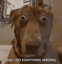 a close up of a dog 's face with the words did i do something wrong written on the bottom