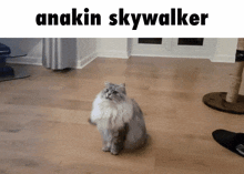 a cat is sitting on a wooden floor with the caption anakin skywalker above it