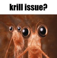 Krill Issue GIF - Krill Issue Lol GIFs