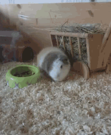 a guinea pig is eating from a green bowl in a cage