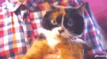 Slivkishow Cat GIF