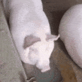 two pigs are standing next to each other in a barn .