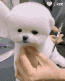Dog Cute GIF - Dog Cute Fluffy GIFs