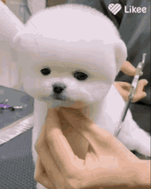 Dog Cute GIF - Dog Cute Fluffy - Discover & Share GIFs