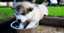 Cute Dog Dogs GIF - Cute Dog Dogs Huskys GIFs