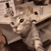 Cats Cheese Slap GIF - Cats Cheese Slap GIFs