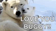 Love You Buggy Polar Bear GIF - Love You Buggy Polar Bear Cuddle GIFs