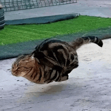 a cat is flying through the air while laying on its back .