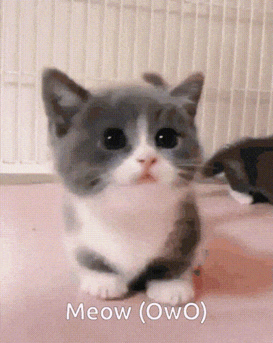 Cat Meow GIF - Cat Meow Cute Cat - Discover & Share GIFs
